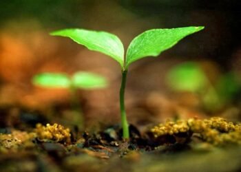 कविता में वसंत और प्रेम : ओम निश्चल