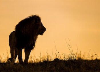 सफारी : दी जंगल यात्रा : नरेश गोस्वामी