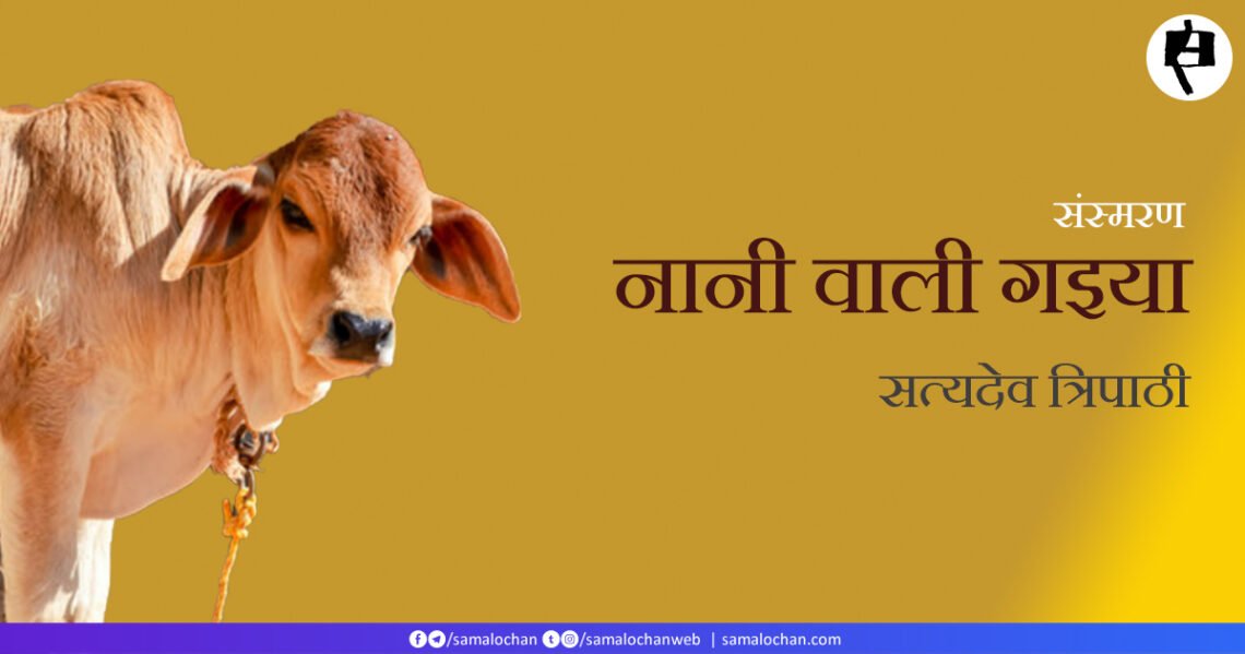 नानी वाली गइया: सत्यदेव त्रिपाठी